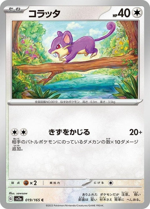 19-rattata